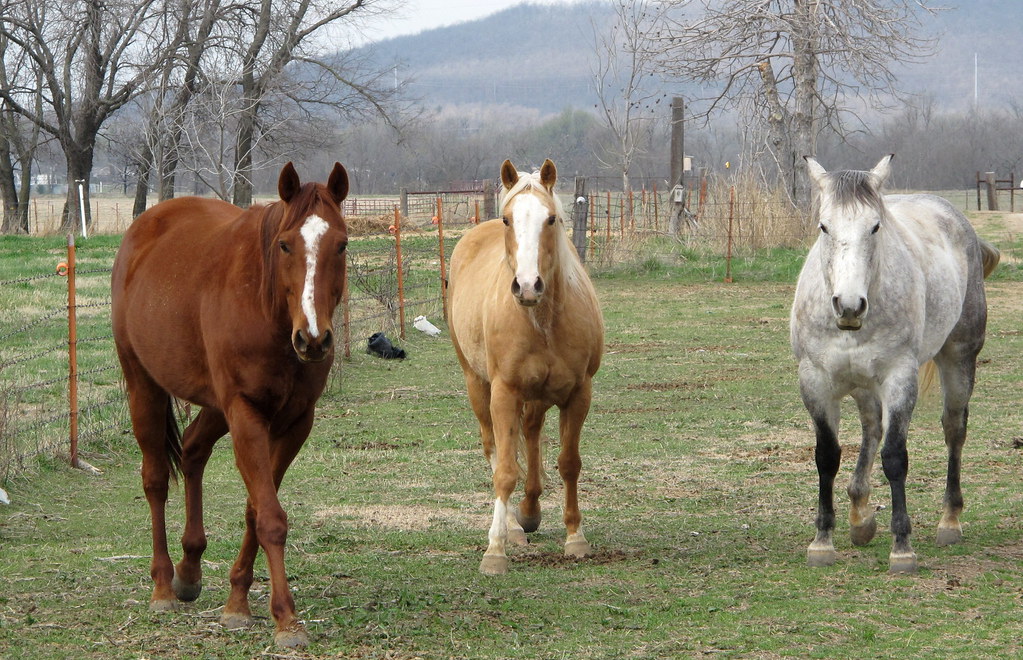 Mustang location